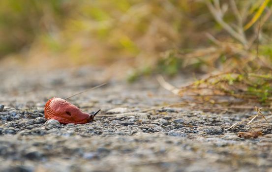 Italian snail in the forest,Italy.