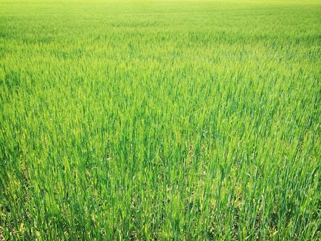 Bright green wheat field on a sunny day.