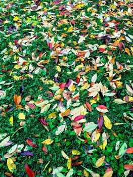 Bright autumn leaves on green lawn. Autumn background.