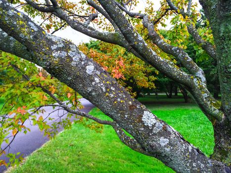 Mossy tree in early autumn. Quebec, Canada.