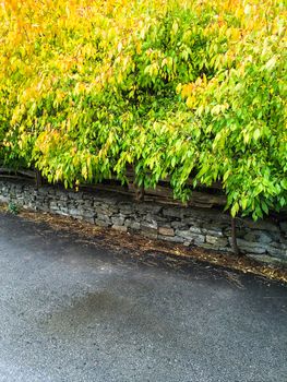 Trees with colorful leaves growing near the road. Early autumn.