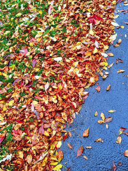 Colorful autumn leaves on the side of the road.