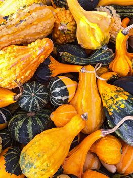 Colorful variety of gourds and squashes at the autumn market.