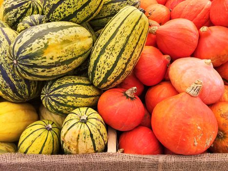 Variety of red and green squashes at the autumn market.