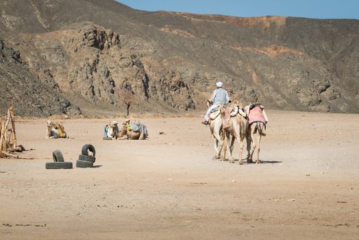 In the picture a Bedouin camel while on his back to his camp