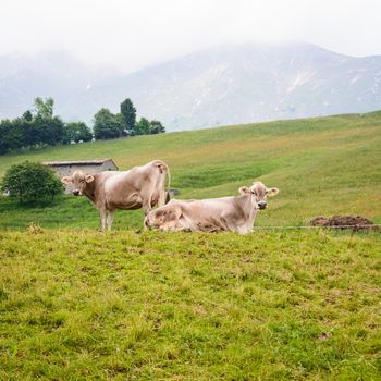 In the picture of cows grazing in the mountains on the Italian Alps in the Valley Seriana ( Bergamo )