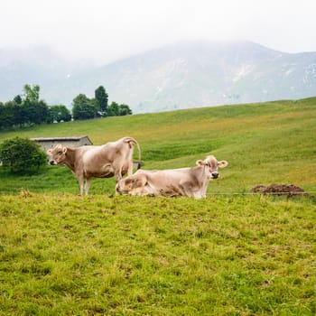 In the picture of cows grazing in the mountains on the Italian Alps in the Valley Seriana ( Bergamo )