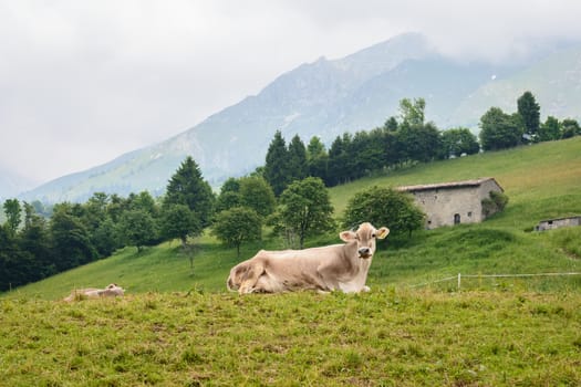 In the picture of cows grazing in the mountains on the Italian Alps in the Valley Seriana ( Bergamo )