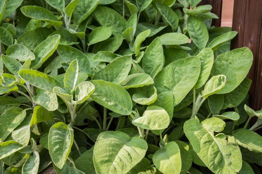 In the pictured of the sage grown in the garden.