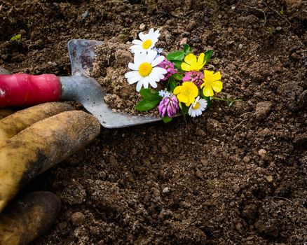 pictured a glove and gardening with a shovel in the ground , wildflowers and daisies