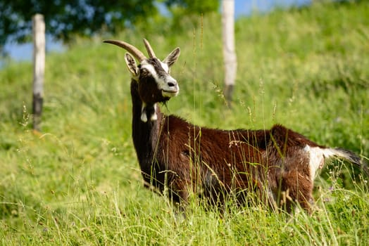 In the picture a dairy goats grazing freely in the Italian alps, Seriana Valley(Bergamo).