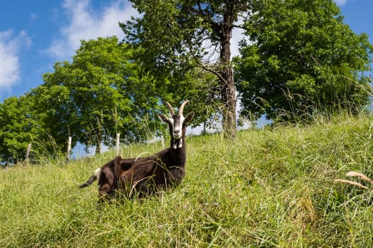 In the picture a dairy goats grazing freely in the Italian alps, Seriana Valley(Bergamo).