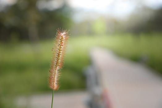 Grass flower in the green zone