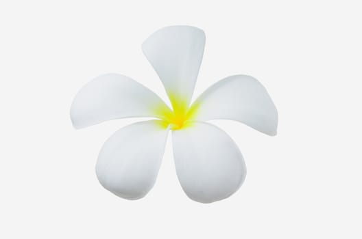 Leelawadee, Branch of tropical flowers frangipani (Plumeria) isolate on white.