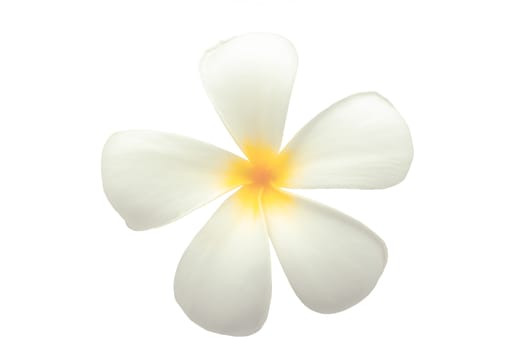 Leelawadee, Branch of tropical flowers frangipani (Plumeria) isolate on white.