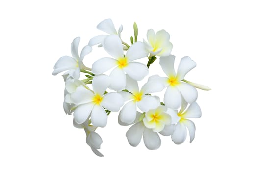 Leelawadee, Branch of tropical flowers frangipani (Plumeria) isolate on white.