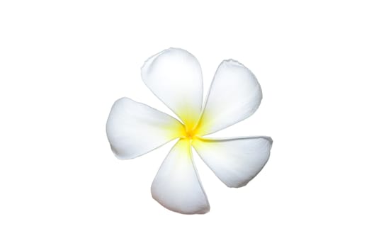 Leelawadee, Branch of tropical flowers frangipani (Plumeria) isolate on white.