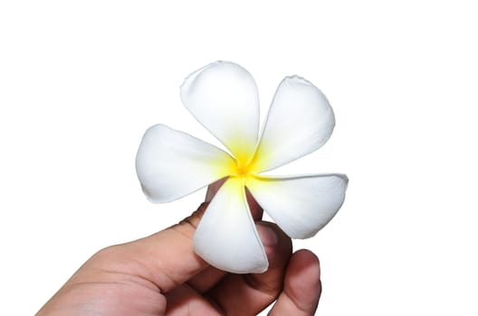 Leelawadee, Branch of tropical flowers frangipani (Plumeria) isolate on white.