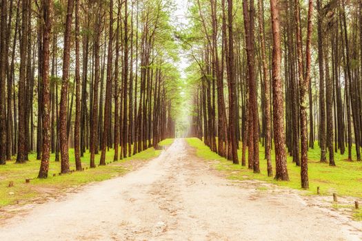 Beautiful nature in the strong pine forest .