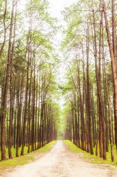 Beautiful nature in the strong pine forest .