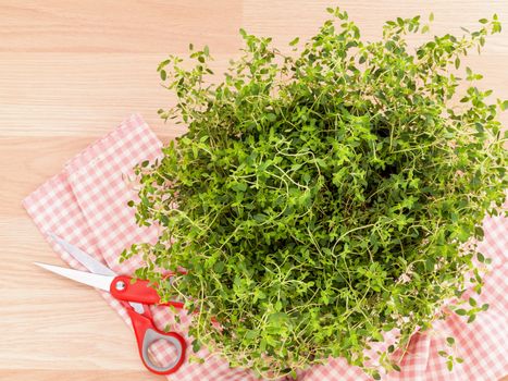 Alternative mediterranean medicinal plants lemon thyme for medicinal and culinary use on wooden background.