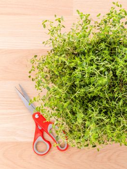 Alternative mediterranean medicinal plants lemon thyme for medicinal and culinary use on wooden background.