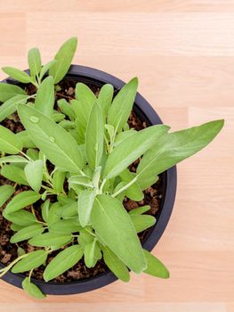 Alternative mediterranean medicinal plants Salvia officinalis or sage for medicinal and culinary use on wooden background.