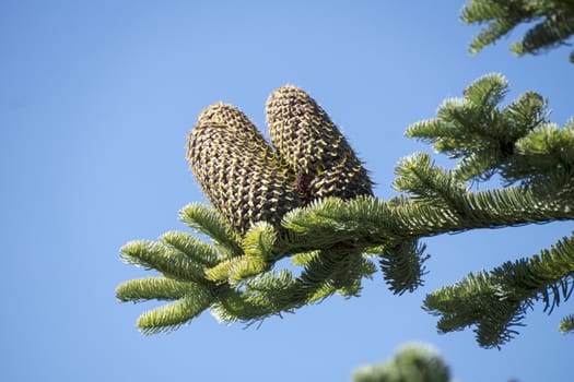 Upright young pine cones of Abies Procera