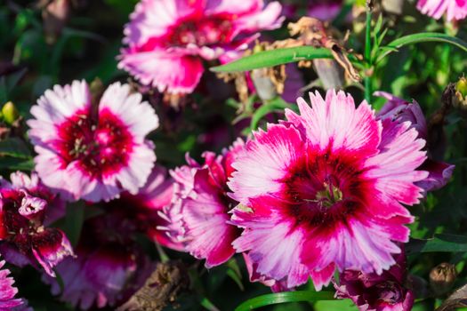 The photo shows a flower bed with flowers