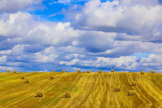 Yellow, Round Straw Bales in a Stubble Field at end of Summer at Day with Clouds after Harvest
