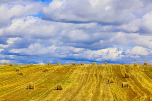 Yellow, Round Straw Bales in a Stubble Field at end of Summer at Day with Blue Sky, Clouds after Harvest