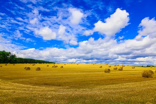 Yellow and Round Straw Bales in a  Field at end of Summer at Day with Clouds, Blue Sky after Harvest
