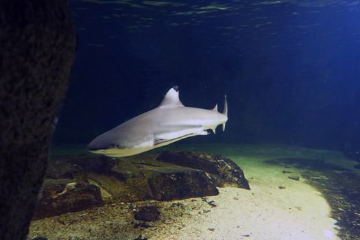 View of a Blacktip Reef shark that swims on the seabed
