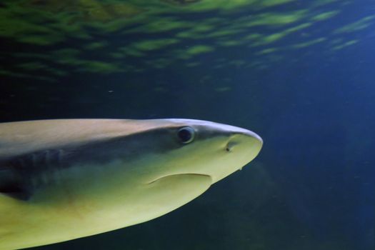 Close up of a Blacktip Reef shark, 1.5 meters long