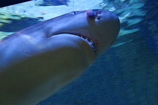 Close up of a specimen of lemon shark medium length, from 2 to 2.50 m