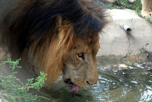 PAKISTAN, Karachi: A lion braves the scorching heat wave on September 20, 2015 by taking a sip of water at the Zoological Garden in Karachi, Pakistan.