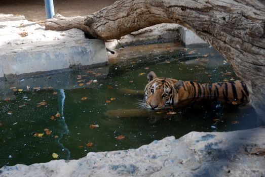 PAKISTAN, Karachi: A tiger braves the scorching heat wave on September 20, 2015 by taking a dip at the Zoological Garden in Karachi, Pakistan.