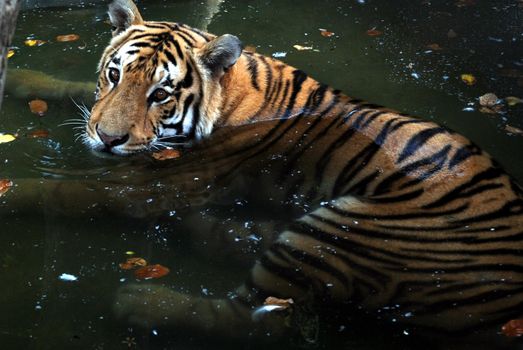 PAKISTAN, Karachi: A tiger braves the scorching heat wave on September 20, 2015 by taking a dip at the Zoological Garden in Karachi, Pakistan.