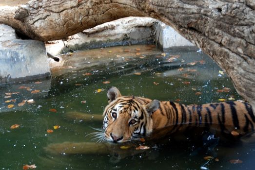 PAKISTAN, Karachi: A tiger braves the scorching heat wave on September 20, 2015 by taking a dip at the Zoological Garden in Karachi, Pakistan.