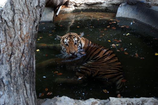 PAKISTAN, Karachi: A tiger braves the scorching heat wave on September 20, 2015 by taking a dip at the Zoological Garden in Karachi, Pakistan.