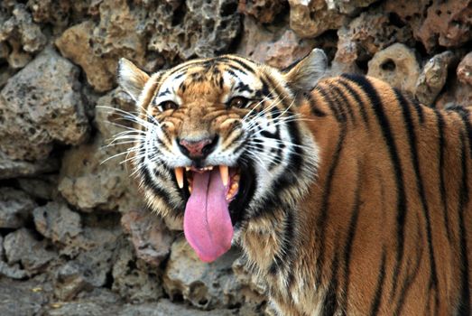 PAKISTAN, Karachi: A tiger braves the scorching heat wave on September 20, 2015 by taking a dip at the Zoological Garden in Karachi, Pakistan.