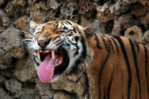 PAKISTAN, Karachi: A tiger braves the scorching heat wave on September 20, 2015 by taking a dip at the Zoological Garden in Karachi, Pakistan.