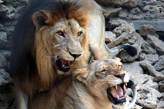 PAKISTAN, Karachi: A lion braves the scorching heat wave on September 20, 2015 by taking a sip of water at the Zoological Garden in Karachi, Pakistan.