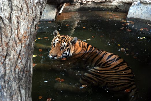 PAKISTAN, Karachi: A tiger braves the scorching heat wave on September 20, 2015 by taking a dip at the Zoological Garden in Karachi, Pakistan.