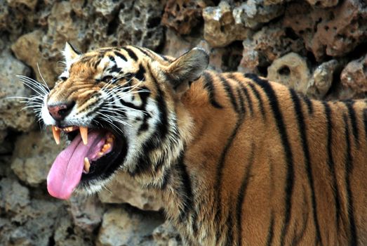 PAKISTAN, Karachi: A tiger braves the scorching heat wave on September 20, 2015 by taking a dip at the Zoological Garden in Karachi, Pakistan.