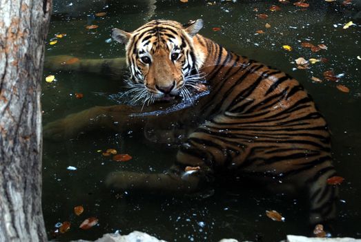 PAKISTAN, Karachi: A tiger braves the scorching heat wave on September 20, 2015 by taking a dip at the Zoological Garden in Karachi, Pakistan.