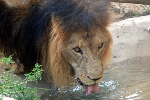 PAKISTAN, Karachi: A lion braves the scorching heat wave on September 20, 2015 by taking a sip of water at the Zoological Garden in Karachi, Pakistan.