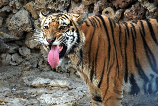 PAKISTAN, Karachi: A tiger braves the scorching heat wave on September 20, 2015 by taking a dip at the Zoological Garden in Karachi, Pakistan.