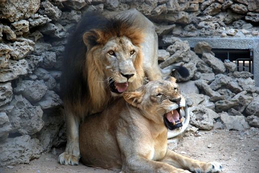 PAKISTAN, Karachi: A lion braves the scorching heat wave on September 20, 2015 by taking a sip of water at the Zoological Garden in Karachi, Pakistan.