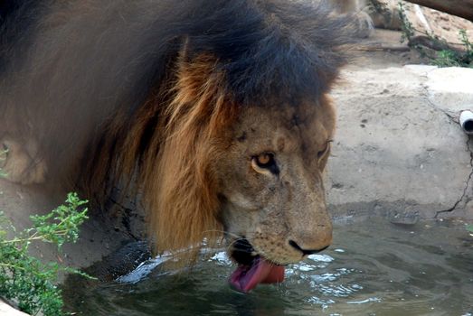 PAKISTAN, Karachi: A lion braves the scorching heat wave on September 20, 2015 by taking a sip of water at the Zoological Garden in Karachi, Pakistan.